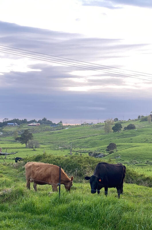 New Zealand, 2023 New Zealand, 2023