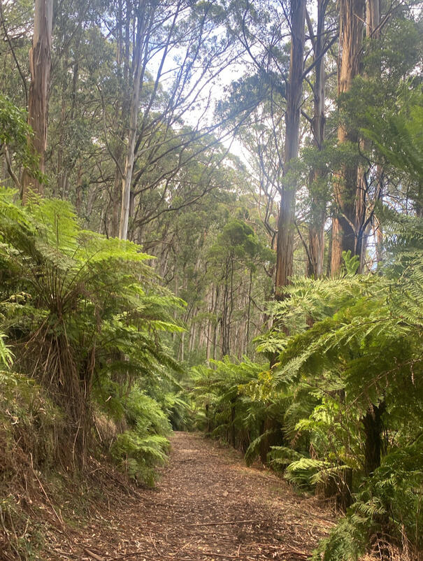 Dandenong Region, 2026